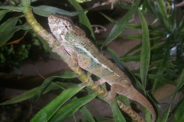 cameleon-panthere