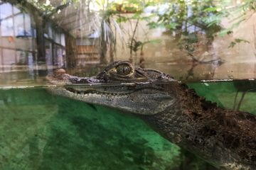caiman