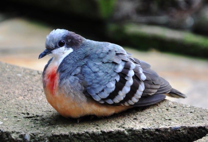colombe-poignardee
