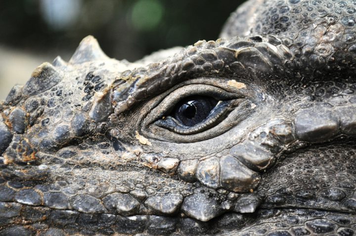 corne-iguane
