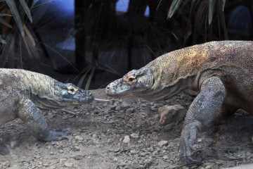 couple-dragons-de-Koomodo