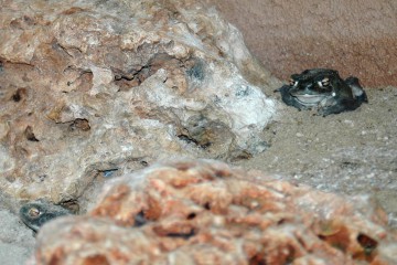 crapaud