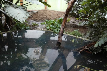 crocodiles nid