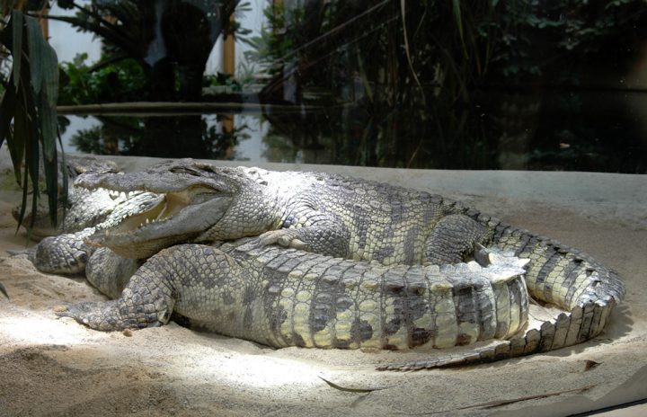 crocos