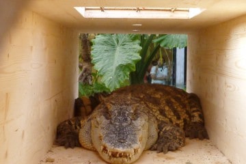 déménagement du crocodile