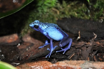 dendrobatus-azureus