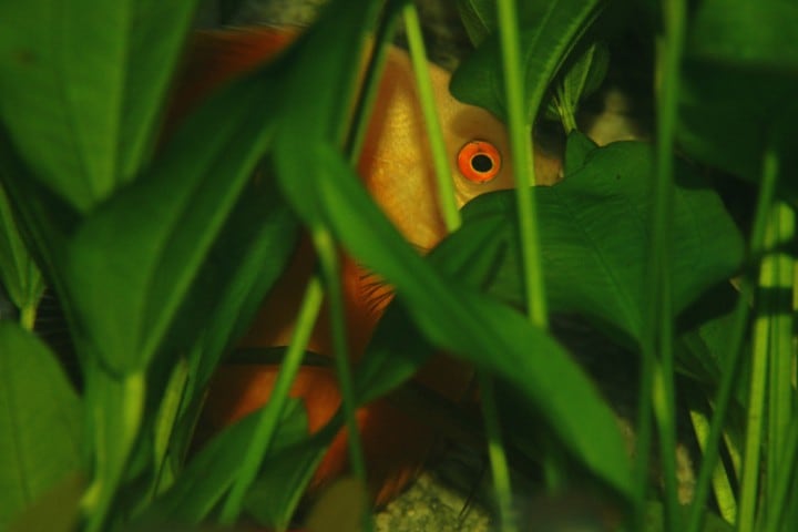 discus-portrait