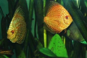 discus