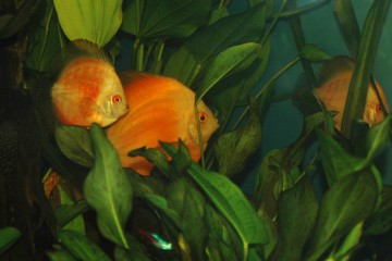 discus groupe