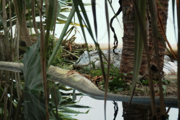 femelle-crocodile