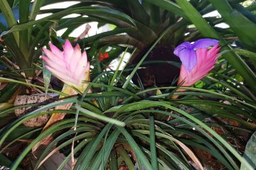 fleurs2