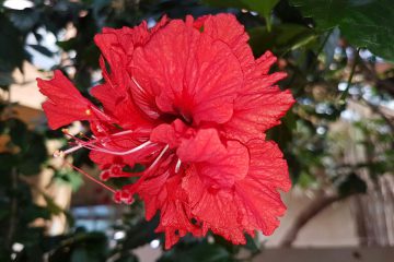 bromeliacee-rouge