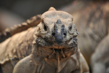 iguane-r.portrait