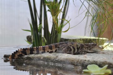 jeune-croco