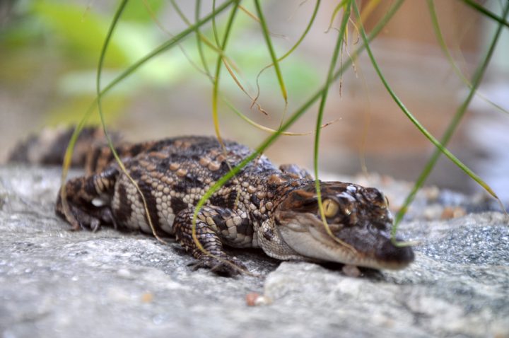 naissance-crocodile