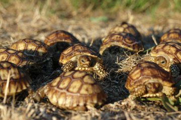 naissance-sulcata