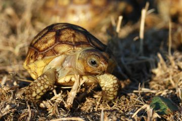 naissance-sulcata2