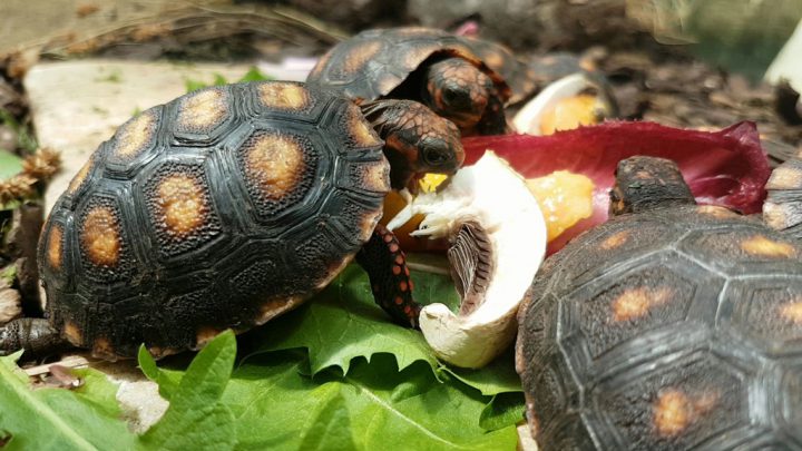 naissance-tortues