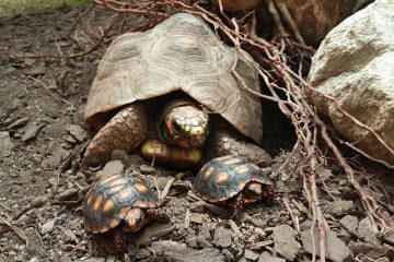 naissance-tortues2