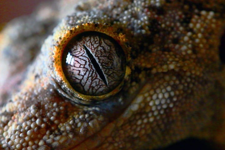 oeil-gecko-africain