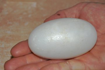 oeuf-crocodile