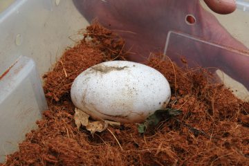 oeuf-crocodile