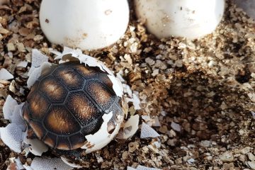 oeufs-tortues