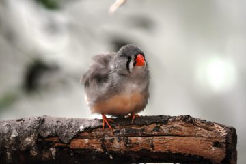 oiseau