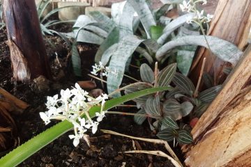 orchidees-petites