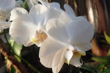 orchidee-grandes