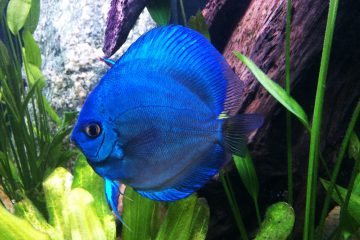cichlide bleu