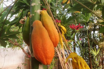 papayas