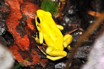phyllobate-terribilis