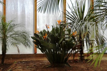 planter dome