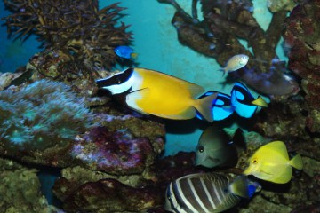 poissons d'eau de mer