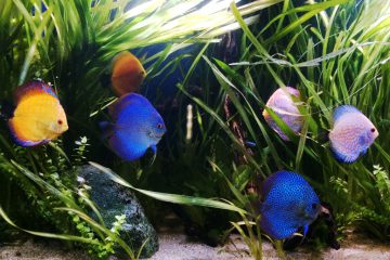 poissons