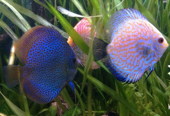 poissons-nouvel-an