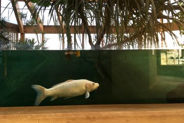 poissonseul