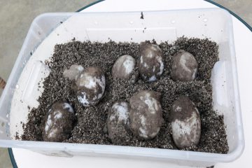 pot-oeufs