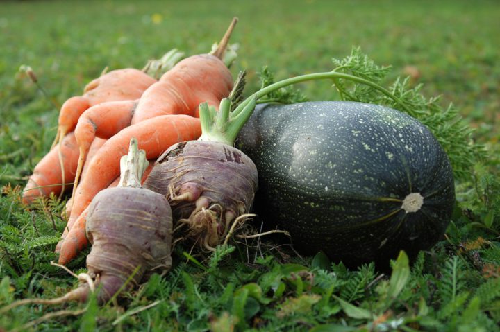 potager-recolte