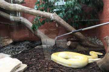python