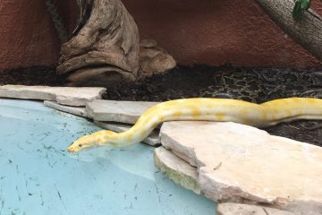 python-albinos