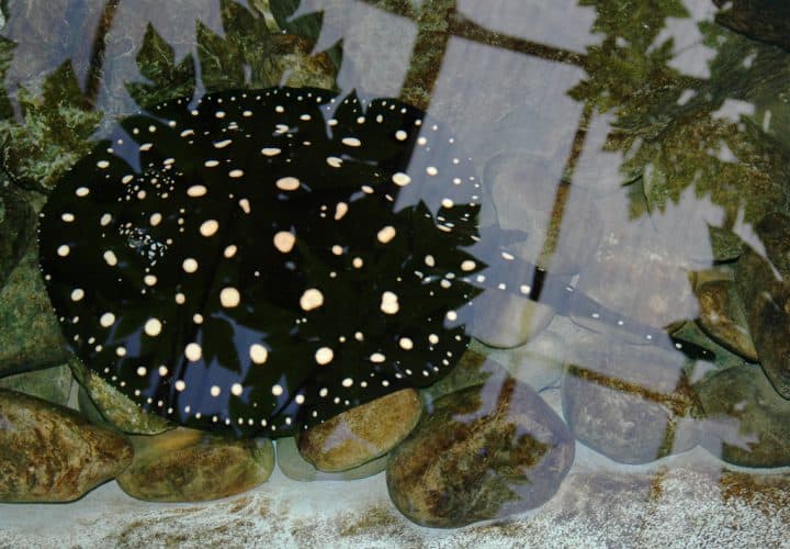 Raie (Potamotrygon leopoldi