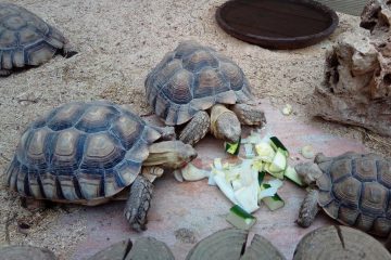 repas3