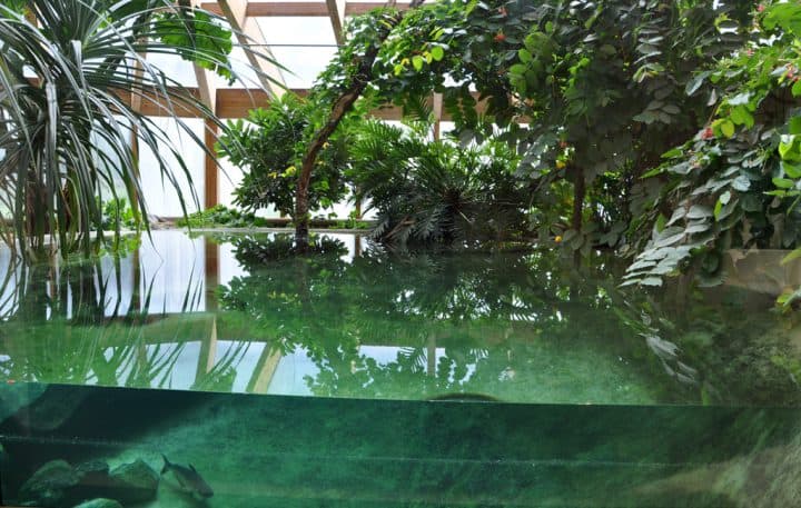 requin2