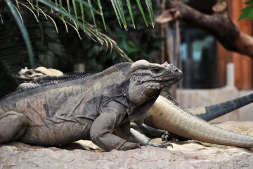 iguane rhinoceros