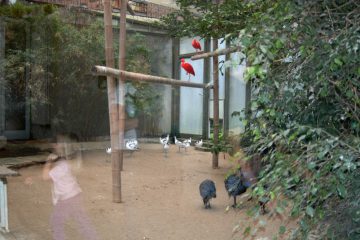 serre-ibis