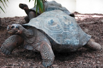 tortue galapagos2