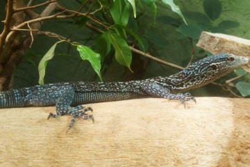 varan-bleu-portrait