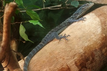 varan-bleu